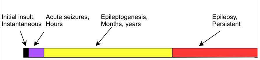 Epileptogenesis timeline