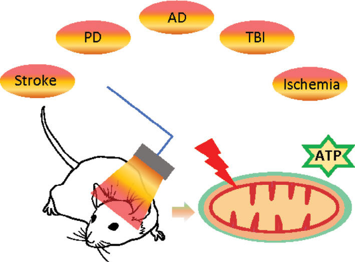 Photobiomodulation neuromodulation model