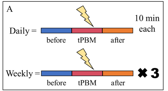 Photobiomodulation experimental timeline